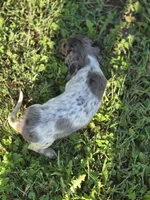 Dapple Piebald Female , a female Miniature Dachshund for sale in Avon, IL – 2 of 7