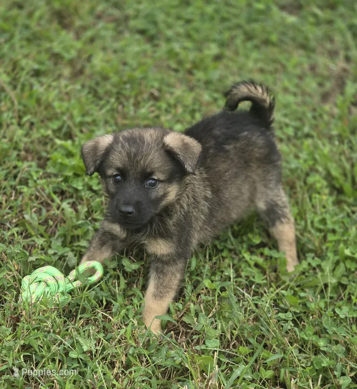 Norwegian Elkhound Male  – Norwegian Elkhound puppy for sale in Avon, IL