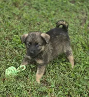 Norwegian Elkhound Male , a male Norwegian Elkhound for sale in Avon, IL – 1 of 4