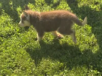 Husky Red and white Female , a female Siberian Husky for sale in Avon, IL – 2 of 4