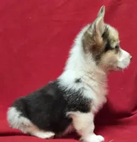 Calvin (Merle), a male Pembroke Welsh Corgi for sale in Avon, IL – Photo 4 of 6