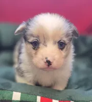 Calvin (Merle), a male Pembroke Welsh Corgi for sale in Avon, IL – Photo 5 of 6