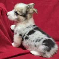 Calvin (Merle), a male Pembroke Welsh Corgi for sale in Avon, IL – Photo 3 of 6
