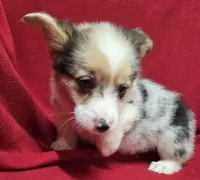 Calvin (Merle), a male Pembroke Welsh Corgi for sale in Avon, IL – Photo 1 of 6