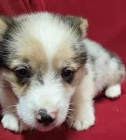 Calvin (Merle), a male Pembroke Welsh Corgi for sale in Avon, IL – Photo 2 of 6