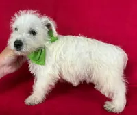 Male 3 Westie , a male West Highland White Terrier for sale in Avon, IL – 2 of 2