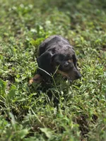 Dapple Male 1, a male Miniature Dachshund for sale in Avon, IL – 4 of 6