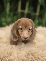 Longhaired Dapple Male , a male Miniature Dachshund for sale in Avon, IL – 2 of 9