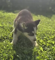 Siberian Husky Male , a male Siberian Husky for sale in Avon, IL – 3 of 4