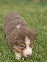Mini Aussie  Male 3, a male Miniature Australian Shepherd for sale in Avon, IL – 3 of 5