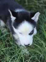 Siberian Husky Male 2, a male Siberian Husky for sale in Avon, IL – 2 of 5