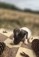 Female Dapple Piebald Miniature dachshund , a female Miniature Dachshund for sale in Avon, IL – 2 of 3