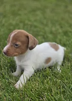 Dapple Piebald Female , a female Miniature Dachshund for sale in Avon, IL – 5 of 5