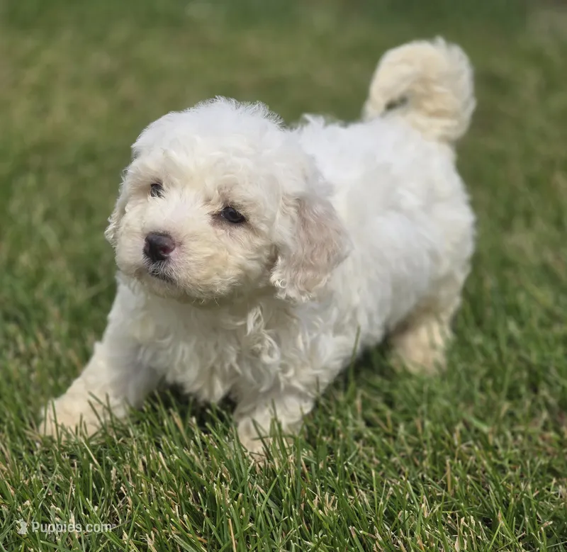 Bichon Frise Male 2 – Bichon Frise puppy for sale in Avon, IL