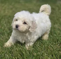 Bichon Frise Male 2, a male Bichon Frise for sale in Avon, IL – 1 of 5