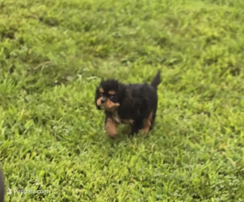 Male Cavalier King Charles Spaniel  – Cavalier King Charles Spaniel puppy for sale in Avon, IL
