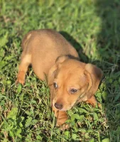 Red Female , a female Miniature Dachshund for sale in Avon, IL – 3 of 4