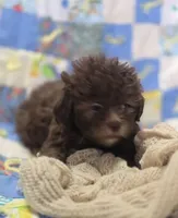 Female Chocolate Shihpoo , a female Shihpoo for sale in Avon, IL – 1 of 5