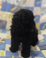 Black Male Shihpoo , a male Shihpoo for sale in Avon, IL – 3 of 5
