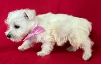 Female Westie , a female West Highland White Terrier for sale in Avon, IL – 2 of 2
