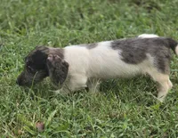 Dapple Piebald Female , a female Miniature Dachshund for sale in Avon, IL – 9 of 9