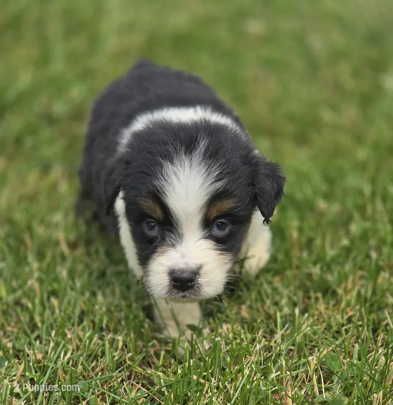 Mini Aussie  Male 1 – Miniature Australian Shepherd puppy for sale in Avon, IL