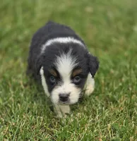 Mini Aussie  Male 1, a male Miniature Australian Shepherd for sale in Avon, IL – 1 of 5