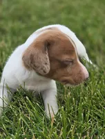Dapple Piebald Female , a female Miniature Dachshund for sale in Avon, IL – 3 of 5
