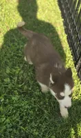 Husky Red and white Female 2, a female Siberian Husky for sale in Avon, IL – 2 of 4