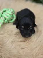 Black and Tan Male , a male Miniature Dachshund for sale in Avon, IL – 5 of 6