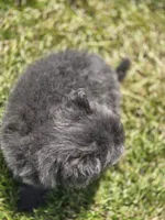 Blue Pomeranian Male , a male Pomeranian for sale in Avon, IL – 3 of 4