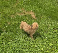 Cairn Terrier Male 1, a male Cairn Terrier for sale in Avon, IL – 3 of 8