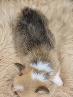 Female 1 Corgi, a female Pembroke Welsh Corgi for sale in Avon, IL – 5 of 5