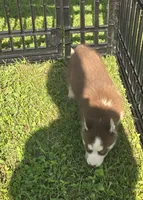 Husky Red and white Female 2, a female Siberian Husky for sale in Avon, IL – 4 of 4