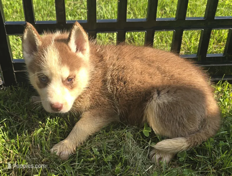 Husky Red and white Female , a female Siberian Husky for sale in Avon, IL – 1 of 4