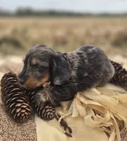 Longhaired Male Dapple Miniature Dachshund , a male Miniature Dachshund for sale in Avon, IL – 3 of 5