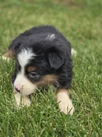 Mini Aussie  Female 3, a female Miniature Australian Shepherd for sale in Avon, IL – 5 of 5