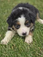 Mini Aussie  Female 2, a female Miniature Australian Shepherd for sale in Avon, IL – 5 of 5