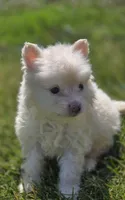 Cream Pomeranian Male , a male Pomeranian for sale in Avon, IL – 2 of 4
