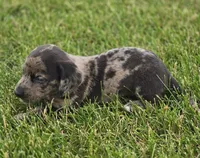 Dapple Male, a male Miniature Dachshund for sale in Avon, IL – 4 of 4