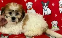 Female Teddy Bear , a female Bichon Frise and Shih Tzu for sale in Avon, IL – Photo 3 of 3