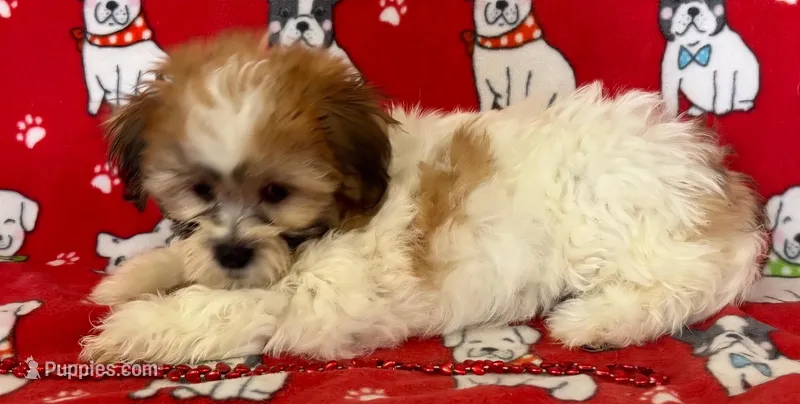 Female Teddy Bear  – Bichon Frise, Shih Tzu puppy for sale in Avon, IL