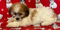 Female Teddy Bear , a female Bichon Frise and Shih Tzu for sale in Avon, IL – Photo 1 of 3