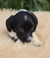 Longhaired Black and White Piebald Male , a male Miniature Dachshund for sale in Avon, IL – 3 of 5