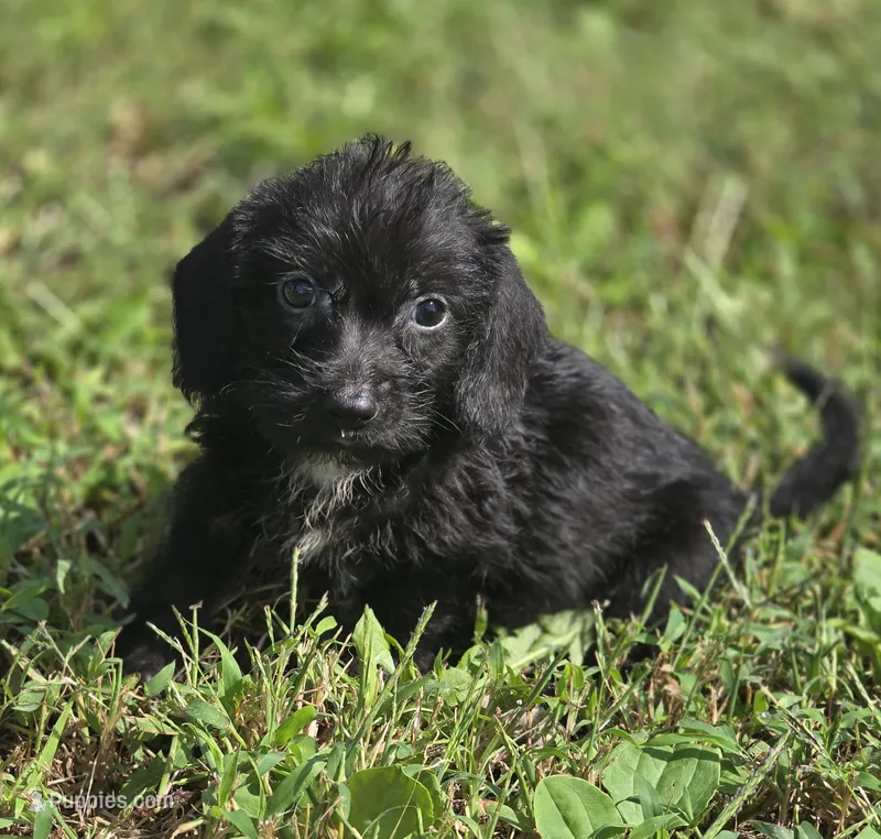Longhaired Black Male – Miniature Dachshund puppy for sale in Avon, IL