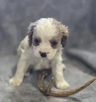 Blenheim male 3, a male Cavalier King Charles Spaniel for sale in Avon, IL – Photo 2 of 5