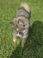 Siberian Husky Female 2, a female Siberian Husky for sale in Avon, IL – 4 of 8