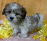Teddy Bear Female , a female Bichon Frise and Shih Tzu for sale in Avon, IL – Photo 1 of 3
