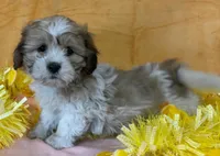 Teddy Bear Female , a female Bichon Frise and Shih Tzu for sale in Avon, IL – Photo 2 of 3