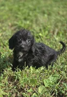 Longhaired Black Male, a male Miniature Dachshund for sale in Avon, IL – 3 of 5